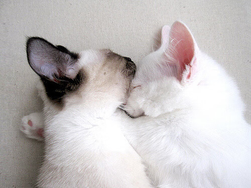 国际足球交流合作持续深化，推动中国足球融入全球足球生态，国际足球改革